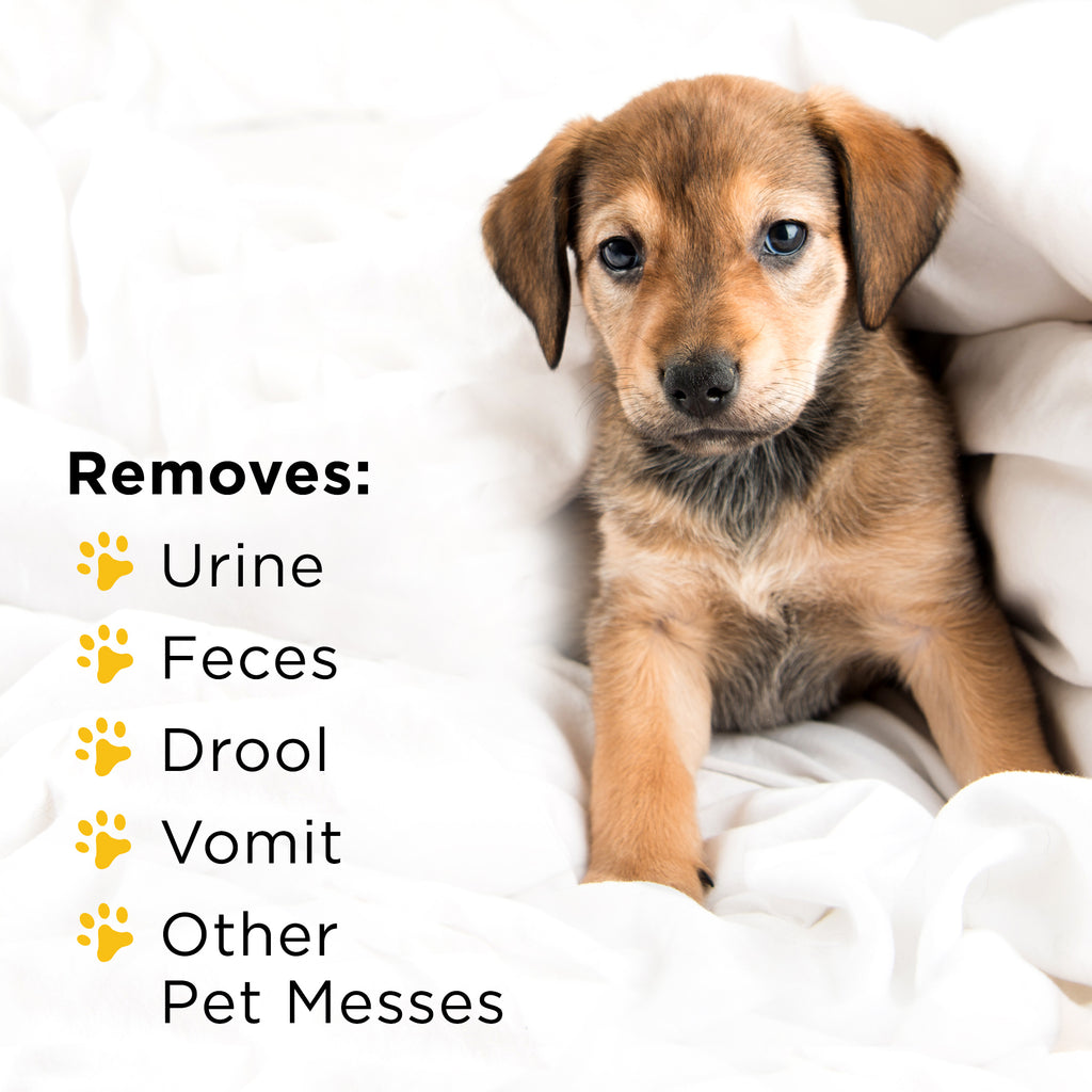 Clorox Pet Mess Stain & Odour Remover Spray, 709 ml MarketCOL